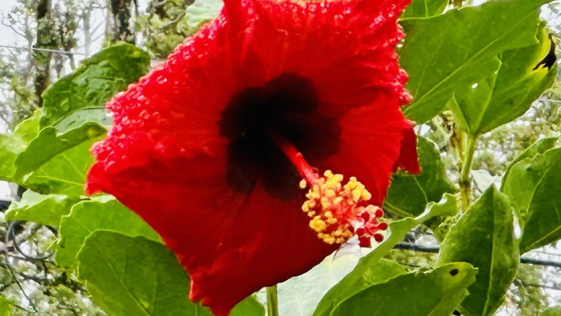 Kope Hale Farm House Near Hilo & Volcano National Park Pahoa